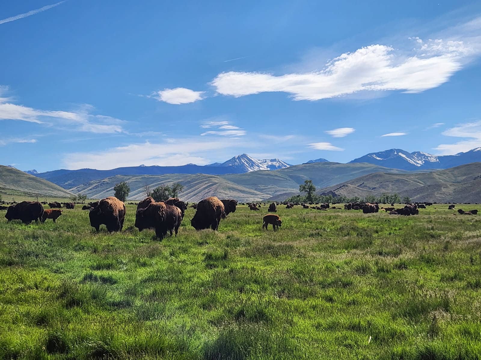 Water for the Buffalo